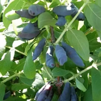 Жимолость съедобная НИМФА (ГАММА) в Кобрине