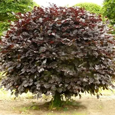 Бук лесной АТРОПУНИЦЕА в Кобрине