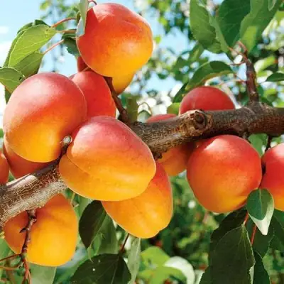 Абрикос ТРИУМФ СЕВЕРНЫЙ в Кобрине