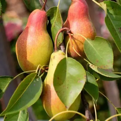 Груша РУССКАЯ КРАСАВИЦА (КРАСАВИЦА ЧЕРНЕНКО) в Кобрине