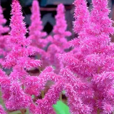 Астильба АМЕТИСТ Арендса в Кобрине