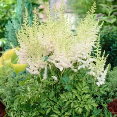 Астильба МИЛК ЭНД ХАНИ китайская в Кобрине