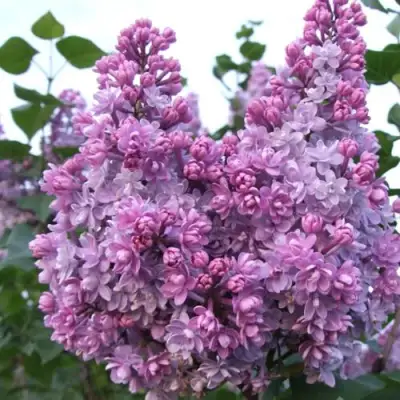 Сирень КОЛХОЗНИЦА в Кобрине