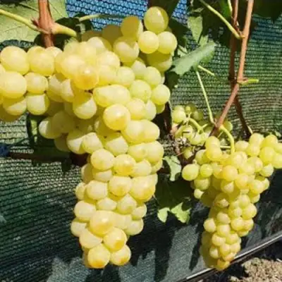 Виноград КИШМИШ ЗОЛОТЦЕ в Кобрине