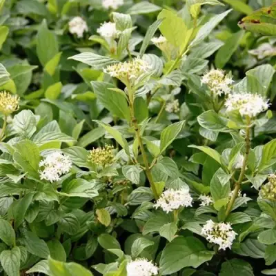 Дерен ФЛАВИРАМЕА отпрысковый в Кобрине