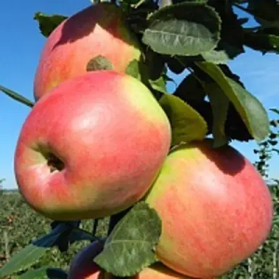 Яблоня БРЯНСКОЕ РОЗОВОЕ в Кобрине