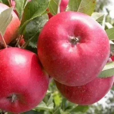 Яблоня ПОСПЕХ в Кобрине