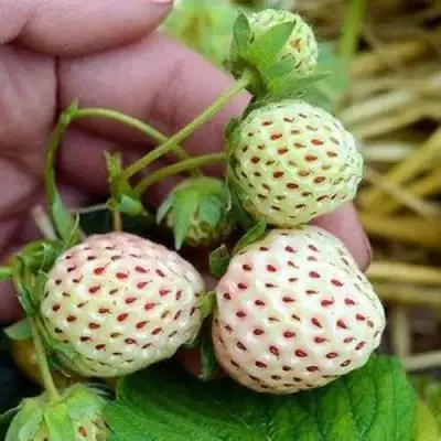 Клубника АНАНАСА ремонтантная в Кобрине