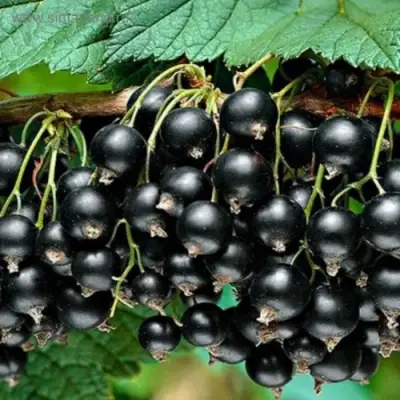 Смородина черная БЕН КОНАН в Кобрине