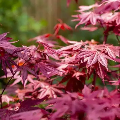 Клен дланевидный АТРОПУРПУРЕУМ в Кобрине