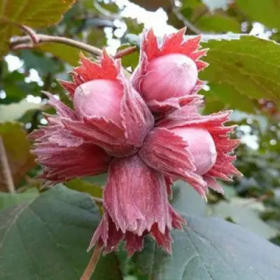 Фундук СКАРЛЕТТ в Кобрине