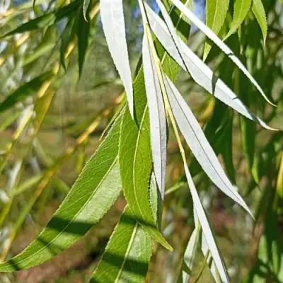 Ива ВИТЕЛЛИНА белая  в Кобрине