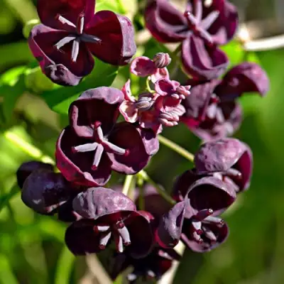 Акебия ПЯТЁРНАЯ  в Кобрине