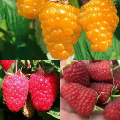 Комплект ЗОЛОТАЯ МАЛИНА в Кобрине