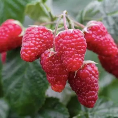 Малина МАРОСЕЙКА в Кобрине