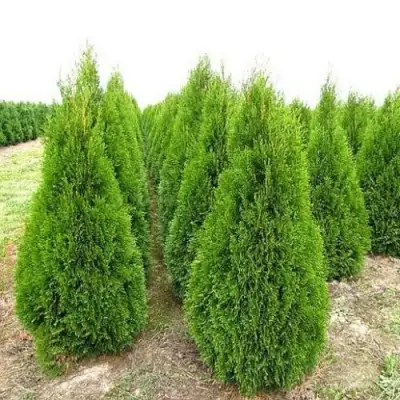 Туя СМАРАГД западная в Кобрине
