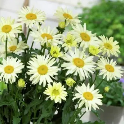 Нивяник БРОДВЕЙ ЛАЙТС великолепный в Кобрине