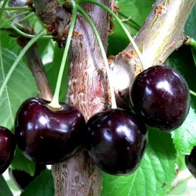 Вишня ШОКОЛАДНИЦА в Кобрине