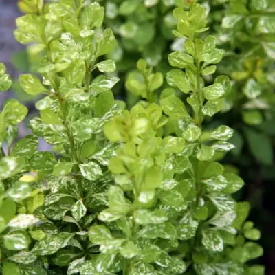 Барбарис ПАУ ВАУ тунберга в Кобрине