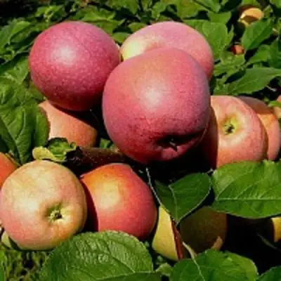 Яблоня СЛАВА ПОБЕДИТЕЛЯМ в Кобрине