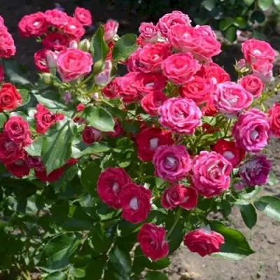 Роза ШОНЕ КОБЛЕНЦЕРИН флорибунда в Кобрине