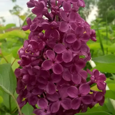 Сирень ИНДИЯ в Кобрине