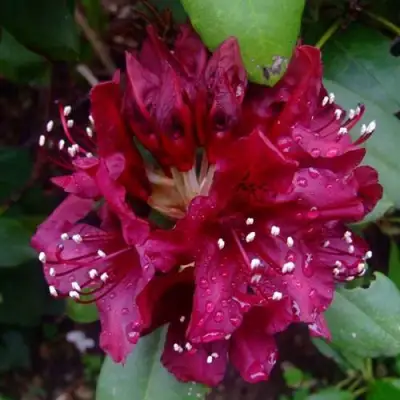 Рододендрон КАЛИ в Кобрине