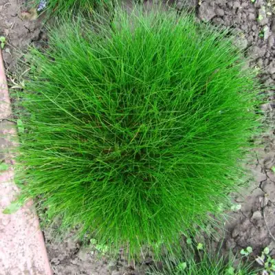 Овсяница ГОТЬЕ в Кобрине