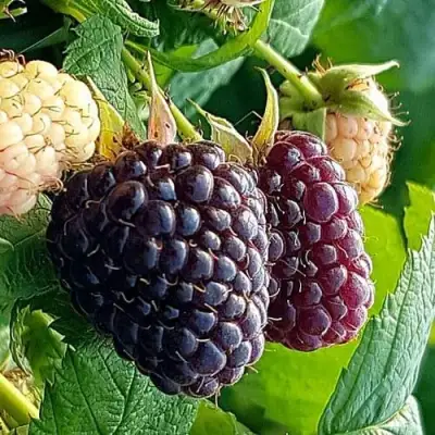 Малина БЛЭК ПОЛЬКА (ХЕБАН) в Кобрине