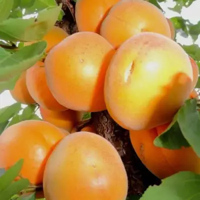 Абрикос ДЕСЕРТНЫЙ в Кобрине