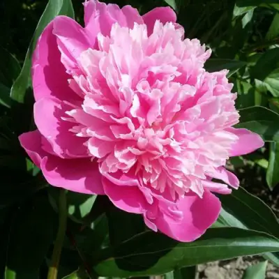 Пион ГОЛУБАЯ ХРИЗАНТЕМА травянистый в Кобрине