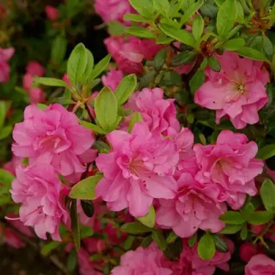 Азалия РОЗИНЕТТА японская в Кобрине