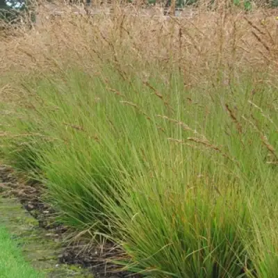 Молиния ПОЛ ПЕТЕРСОН голубая в Кобрине
