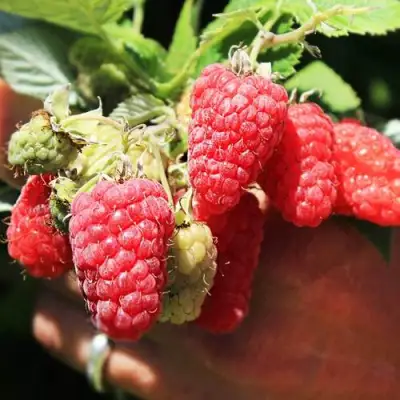 Малина ПАТРИЦИЯ в Кобрине