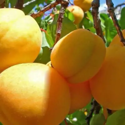 Абрикос ПАМЯТЬ ЛОЙКО в Кобрине