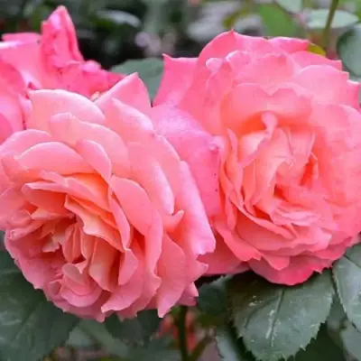 Роза ИНСТИТУТ ЛЮМЬЕР шраб в Кобрине