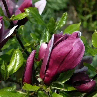 Магнолия НИГРА в Кобрине