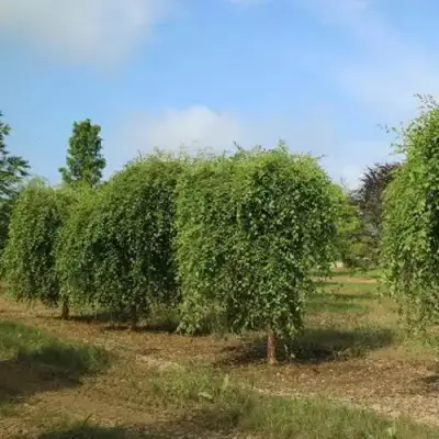 Береза САММЕР КАСКАД черная в Кобрине