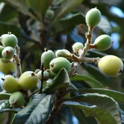 МУШМУЛА  в Кобрине