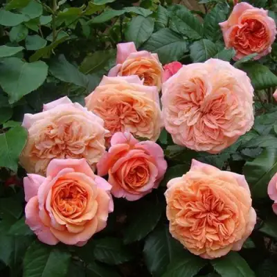 Роза ЧИППЕНДЕЙЛ чайно-гибридная в Кобрине