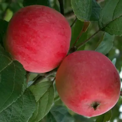 Яблоня СУЙСЛЕПСКОЕ (МАЛИНОВКА) в Кобрине