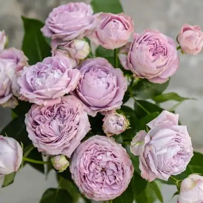 Роза ЛАВАНДЕР БАБЛС спрей в Кобрине