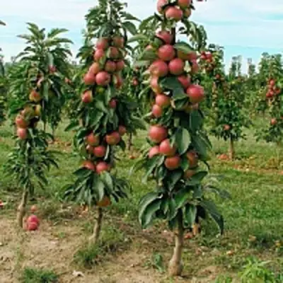 Яблоня ЯНТАРНОЕ ОЖЕРЕЛЬЕ колонновидная в Кобрине