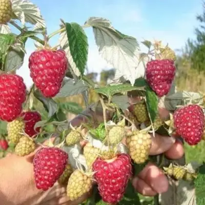 Малина ЖАР-ПТИЦА в Кобрине