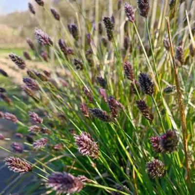 Сейслерия ХЕФЛЕРА в Кобрине