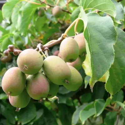 Актинидия ЛЮСИ аргута  в Кобрине