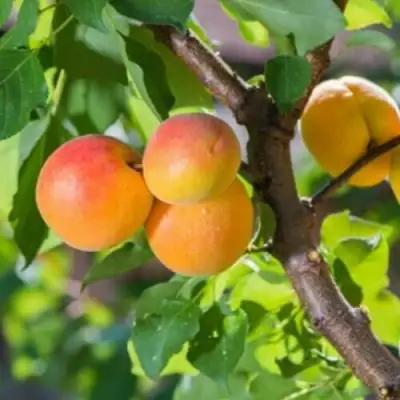 Абрикос РИТАУСМА в Кобрине