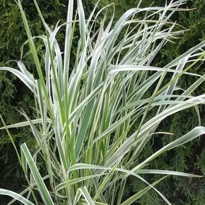 Вейник ОВЕРДАМ остроцветковый в Кобрине