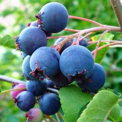 Ирга ПЕМБИНА в Кобрине