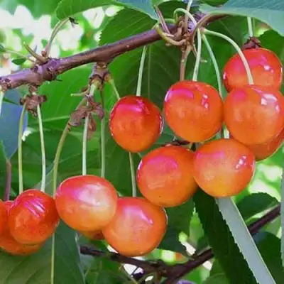 Черешня НАСЛАЖДЕНИЕ в Кобрине